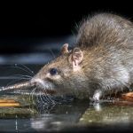 Western Pest Services