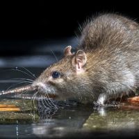 Western Pest Services ico
