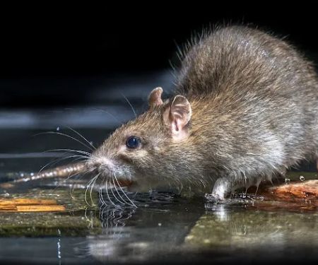 Western Pest Services