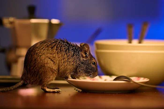 Western Pest Services Picture 8