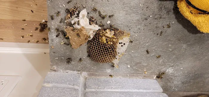 Doug's Bugs Exterminating Picture 6