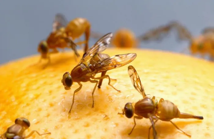 National Pest Experts Picture 4