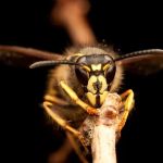 National Pest Experts