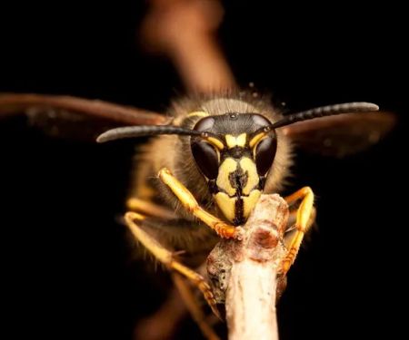 National Pest Experts