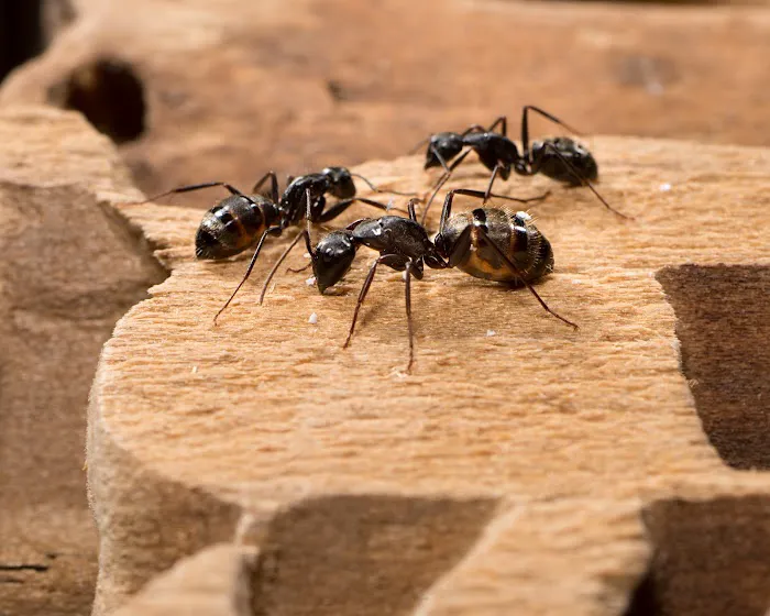 National Pest Experts Picture 6