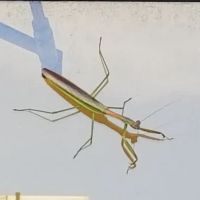 Paramount Pest Management ico