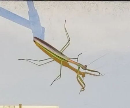 Paramount Pest Management