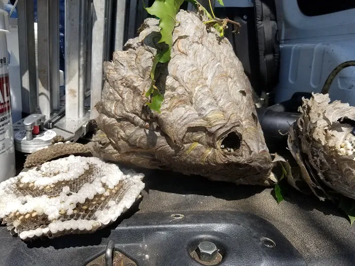 Paramount Pest Management Picture 2