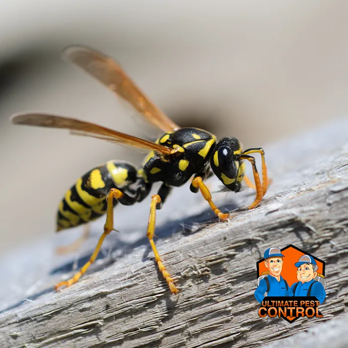 Ultimate Pest Control Inc. Picture 10