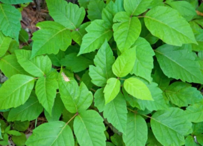 EDG Poison Ivy weed removal, Mosquito and Tick Control Picture 4