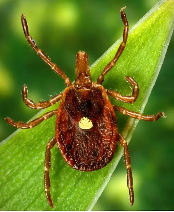 EDG Poison Ivy weed removal, Mosquito and Tick Control Picture 1