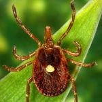 EDG Poison Ivy weed removal, Mosquito and Tick Control