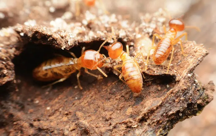 Exterminators Pest Service = Dougsbugs Picture 5