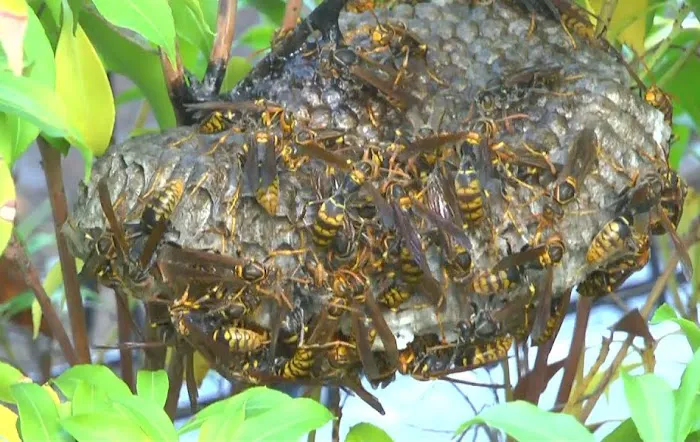 Exterminators Pest Service = Dougsbugs Picture 4