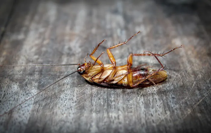 Exterminators Pest Service = Dougsbugs Picture 3