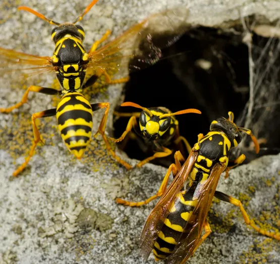 Exterminators Pest Service = Dougsbugs Picture 6