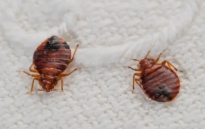 Exterminators Pest Service = Dougsbugs Picture 2