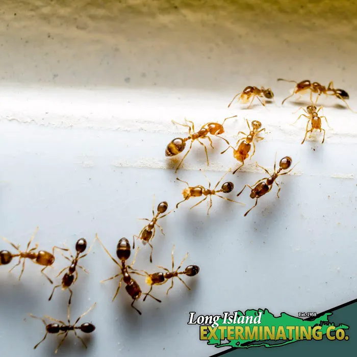 Long Island Exterminating Company Picture 7