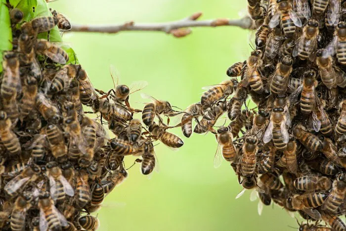 Long Island Exterminating Company Picture 9