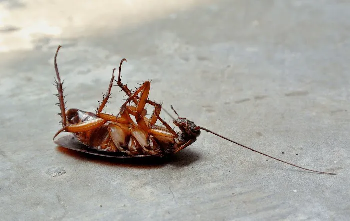 Long Island Exterminating Company Picture 8