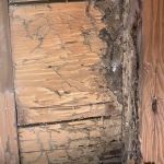 Long Island Exterminating Company