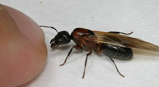 At Last Pest Control Picture 3