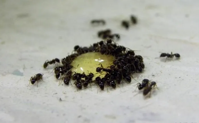 At Last Pest Control Picture 5
