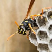 At Last Pest Control ico