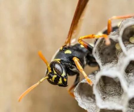 At Last Pest Control