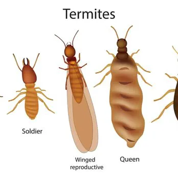 At Last Pest Control Picture 10