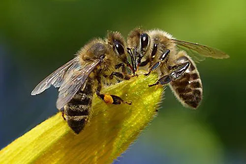 At Last Pest Control Picture 7