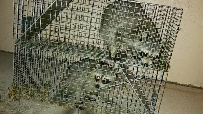 Stamford Animal Exterminator Picture 2