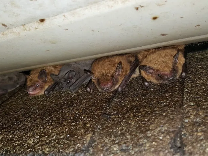 Stamford Animal Exterminator Picture 10