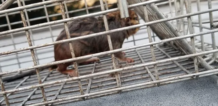Stamford Animal Exterminator Picture 7