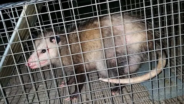 Stamford Animal Exterminator Picture 8