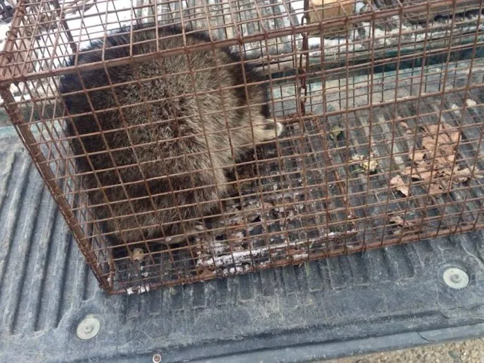 Stamford Animal Exterminator Picture 9