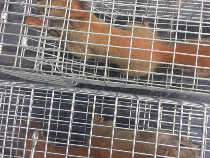 Stamford Animal Exterminator Picture 3