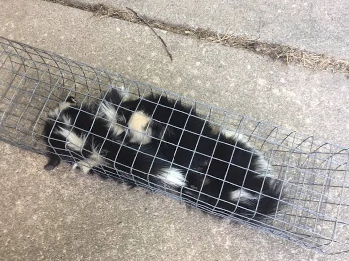 Stamford Animal Exterminator Picture 4