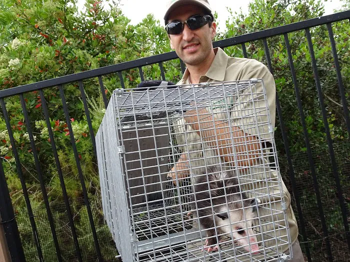 Stamford Animal Exterminator Picture 6