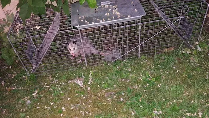 Stamford Animal Exterminator Picture 1