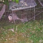 Stamford Animal Exterminator