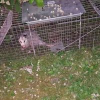 Stamford Animal Exterminator ico