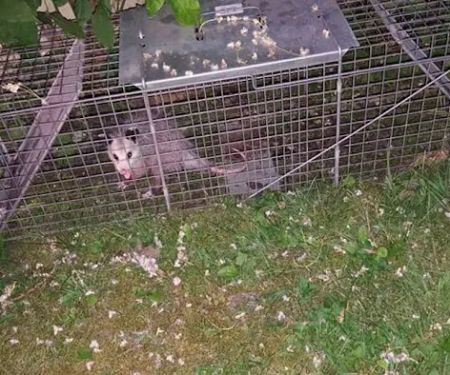 Stamford Animal Exterminator