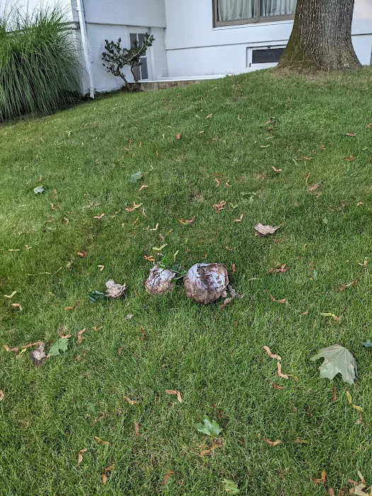 Veganix Pest Management Picture 5