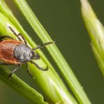 Western Pest Services