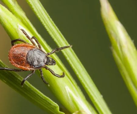 Western Pest Services
