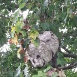 All Bugs Aside Pest Control, LLC