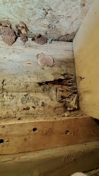 All Bugs Aside Pest Control, LLC Picture 2