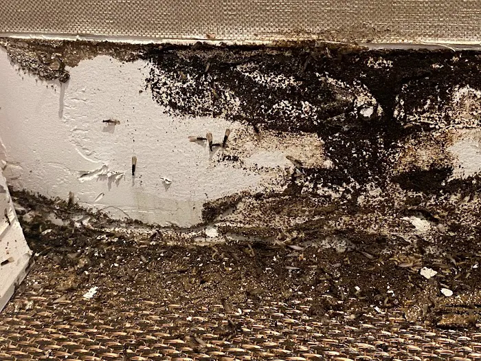Pest2Kill Exterminating Co Inc Picture 5