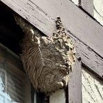 Pest2Kill Exterminating Co Inc